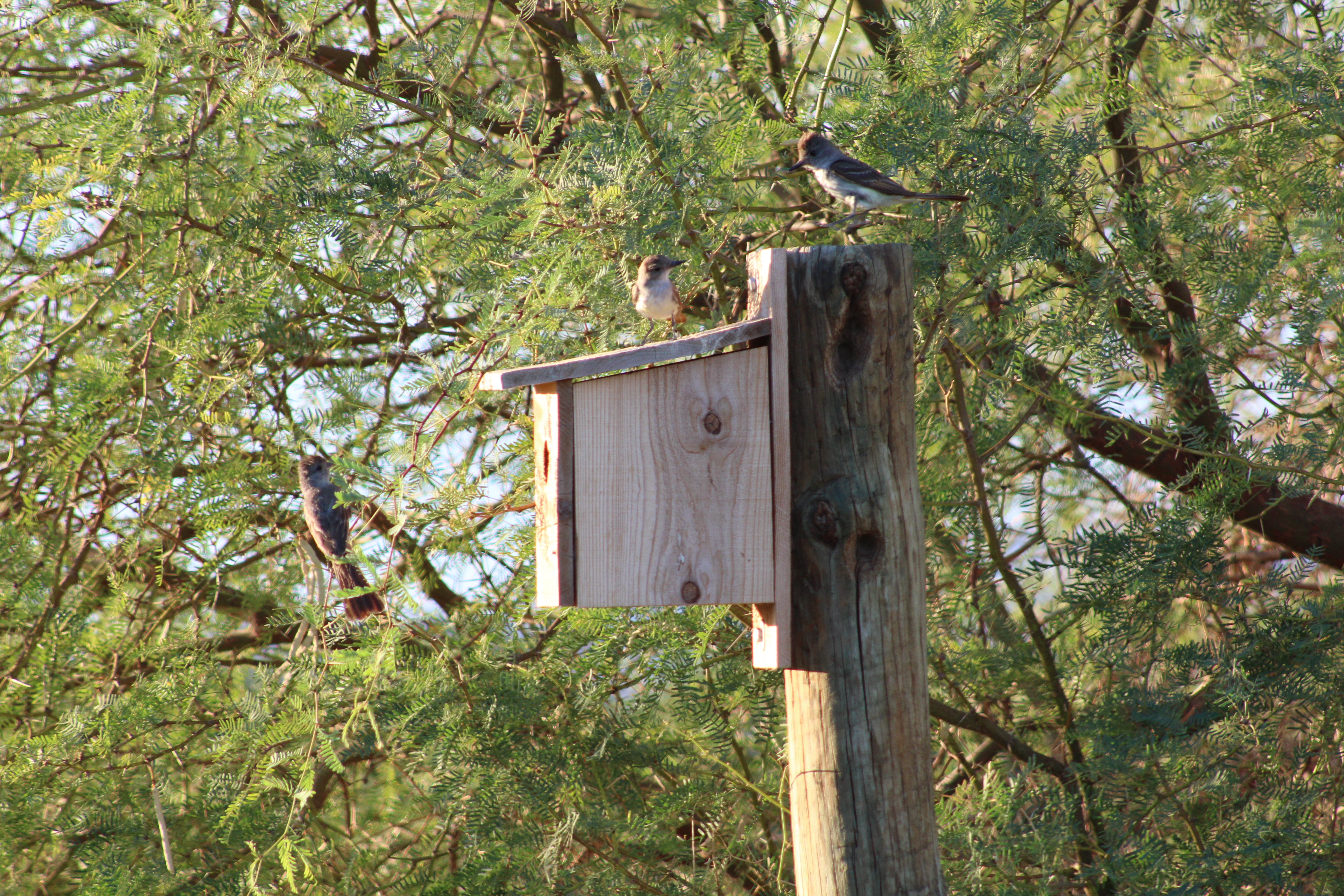 Ash-throated Flycatchers' and nesting box